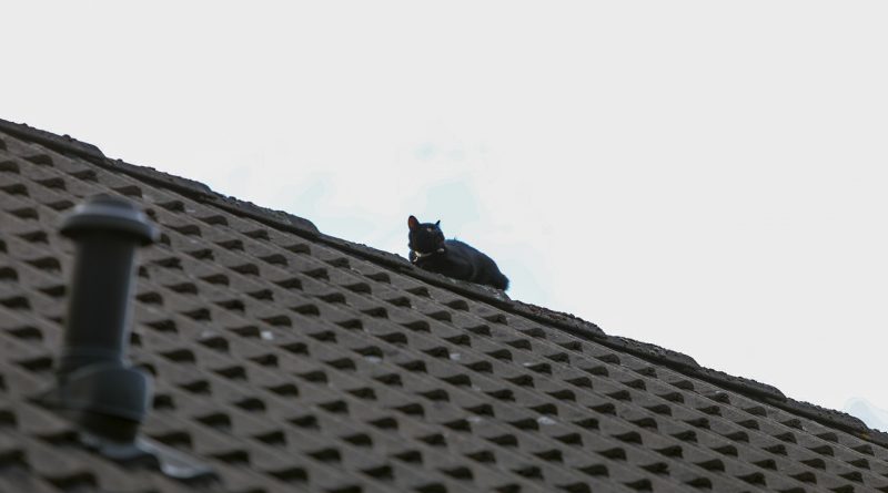 Een bewoner grapte “Mag wat kosten hè zo'n kat” waarop de brandweer reageerde “Ook dit hoort erbij, wij zijn er voor mens en dier”.