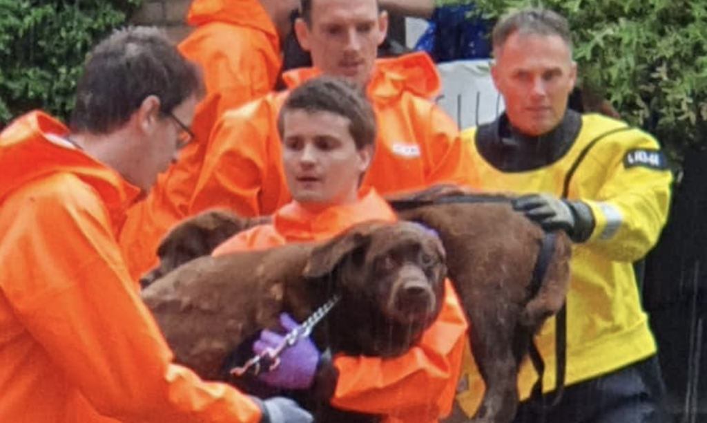 Dankzij de helden van @brandweerGM staan deze viervoeters weer met hun pootjes op het droge. .