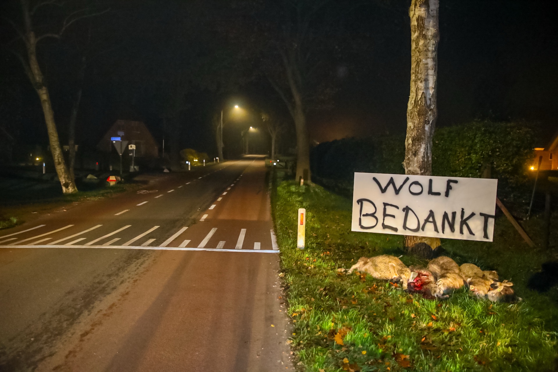 ‘Wolf bedankt’, boer legt dode schapen langs de weg